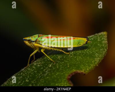 Graphocephala fennahi Rhododendron leafhopper grün und orange leafhopper, mit Kopieplatz, Deutschland Stockfoto