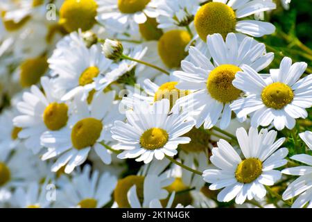 Geruchloses Mayweed (tripleurospermum inodorum), Nahaufnahme mit den großen Gänseblümchen-ähnlichen Blüten des gewöhnlichen Ackerlandunkers. Stockfoto