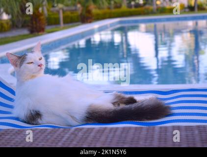 Lustige Katze mit noblen Look ruht im Hotel am Pool. Stockfoto