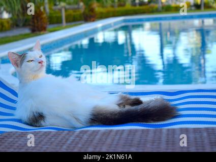 Lustige Katze mit noblen Look ruht im Hotel am Pool. Stockfoto