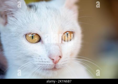 Nahaufnahme eines weißen streunenden Kätzchen Stockfoto
