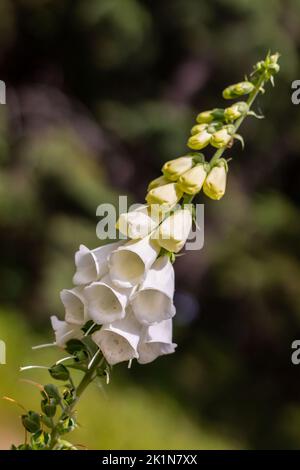 Weiße Fuchshandschuhblumen, Pflanze mit blühenden Blumen und grünen Knospen, auf einer Wiese, Nahaufnahme Stockfoto