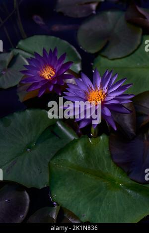 Schwimmender Garten im Botanischen Garten Stockfoto