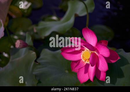 Schwimmender Garten im Botanischen Garten Stockfoto