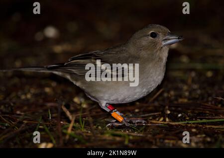 Gran Canaria blauer Buchfink Fringilla polatzeki. Junge Frau, die auf dem Waldboden isst. Tejeda. Gran Canaria. Kanarische Inseln. Spanien. Stockfoto