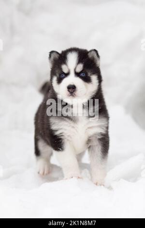 Winterportrait eines niedlichen sibirischen Husky-Welpen mit blauen Augen Stockfoto