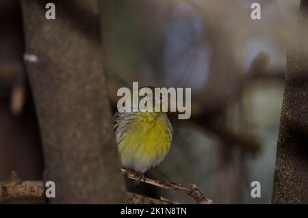 Atlantischer kanarienbaum Serinus canaria. Männlich. Der Nublo Rural Park. Tejeda. Gran Canaria. Kanarische Inseln. Spanien. Stockfoto