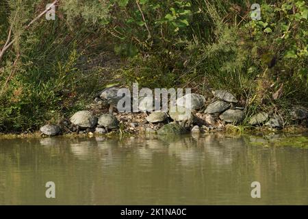 Spanische Teichschildkröte (Mauremys leprosa), die sich in der Spätsonne an einem Flussufer sonnt, Andalusien, Spanien. Stockfoto