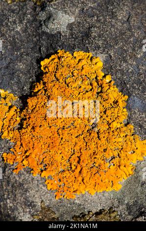 Gemeine orangefarbene Flechte Xanthoria parietina. Integral Natural Reserve von Inagua. Gran Canaria. Kanarische Inseln. Spanien. Stockfoto