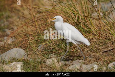 Rinderreiher (Bubulcus ibis) im Spätsommer Gefieder neben einem Fluss, Andalusien, Spanien. Stockfoto