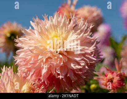 Atemberaubende dunkelrosa Dahlia-Blüten mit dem Namen haPET Champagne, fotografiert mit einer Makrolinse an einem sonnigen Tag im Frühherbst im RHS Wisley, Surrey, Großbritannien. Stockfoto