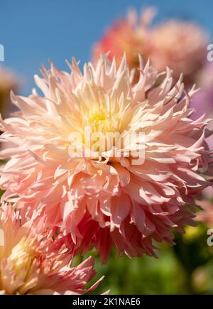 Atemberaubende dunkelrosa Dahlia-Blüten mit dem Namen haPET Champagne, fotografiert mit einer Makrolinse an einem sonnigen Tag im Frühherbst im RHS Wisley, Surrey, Großbritannien. Stockfoto