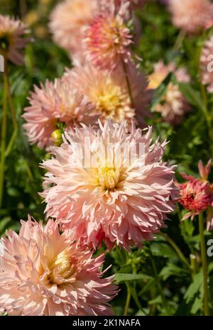 Atemberaubende dunkelrosa Dahlia-Blüten mit dem Namen haPET Champagne, fotografiert mit einer Makrolinse an einem sonnigen Tag im Frühherbst im RHS Wisley, Surrey, Großbritannien. Stockfoto