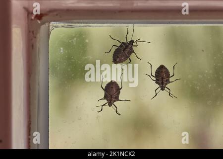 Stinkende Bugs aus der Nähe auf dem Fenster Stockfoto