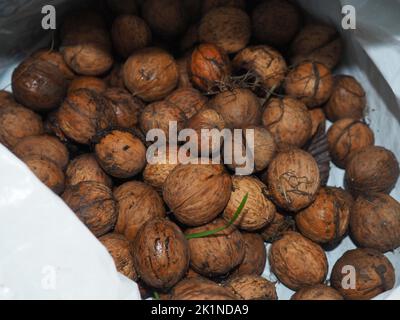 Nasse Walnüsse, die im Herbst in einem weißen Plastikbeutel gesammelt wurden. Grundnahrungsmittel in vegetarischer gesunder Ernährung. Bio-Zutat in gesunden Lebensmitteln. Stockfoto