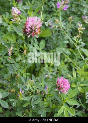 Wilde Blumen im Wald oder auf der Wiese. Purpurklee (Trifolium pureum) Closeup. Stockfoto