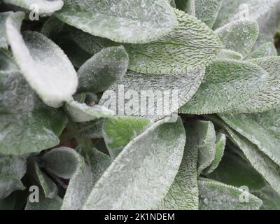 Silbrige Blätter eines Lammohres (Stachys byzantina, Stachys lanata oder Stachys olympica), auch wolliger Heckenling genannt Stockfoto