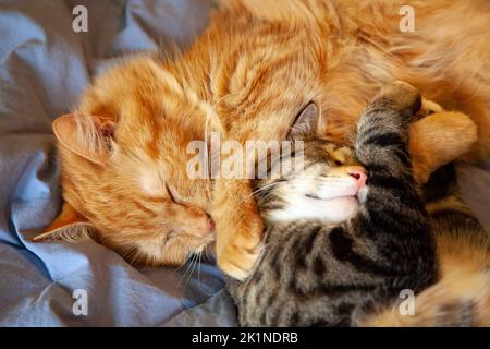 Zwei Katzen schlagen sich aneinander Stockfoto