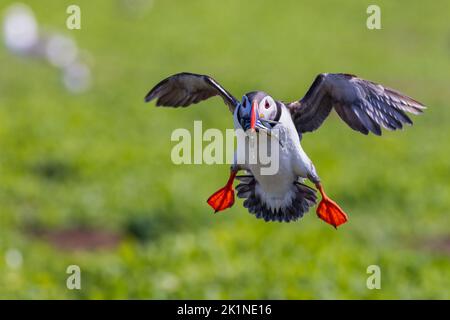 Papageitaucher (Fratercula arctica) kommen mit Fischen an Land Stockfoto