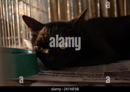 Goiânia, Goias, Brasilien – 17. September 2022: Eine schwarze Katze, die in einem Käfig auf einer Tieradoptionsmesse in Goiania ausgestellt ist. Stockfoto