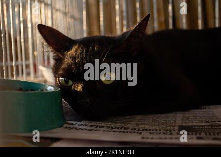 Goiânia, Goias, Brasilien – 17. September 2022: Eine schwarze Katze, die in einem Käfig auf einer Tieradoptionsmesse in Goiania ausgestellt ist. Stockfoto