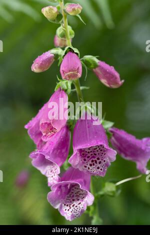 Nahaufnahme einer Digitalis-Pflanze, oder „Foxglove“, die mit ihren roten Blüten leuchtet. Es gibt Wassertropfen auf der Pflanze. Stockfoto