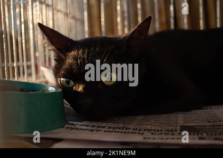 Goiânia, Goias, Brasilien – 17. September 2022: Eine schwarze Katze, die in einem Käfig auf einer Tieradoptionsmesse in Goiania ausgestellt ist. Stockfoto