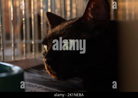 Goiânia, Goias, Brasilien – 17. September 2022: Eine schwarze Katze, die in einem Käfig auf einer Tieradoptionsmesse in Goiania ausgestellt ist. Stockfoto