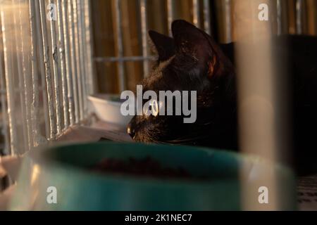 Goiânia, Goias, Brasilien – 17. September 2022: Eine schwarze Katze, die in einem Käfig auf einer Tieradoptionsmesse in Goiania ausgestellt ist. Stockfoto