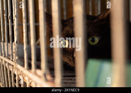 Goiânia, Goias, Brasilien – 17. September 2022: Eine schwarze Katze, die in einem Käfig auf einer Tieradoptionsmesse in Goiania ausgestellt ist. Stockfoto