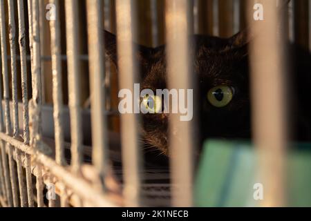 Goiânia, Goias, Brasilien – 17. September 2022: Eine schwarze Katze, die in einem Käfig auf einer Tieradoptionsmesse in Goiania ausgestellt ist. Stockfoto