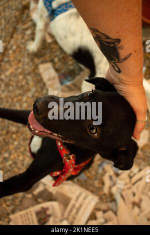 Goiânia, Goias, Brasilien – 17. September 2022: Ein schwarzer Hund in einem Stift auf einer Messe zur Tieradoption in Goiania. Stockfoto