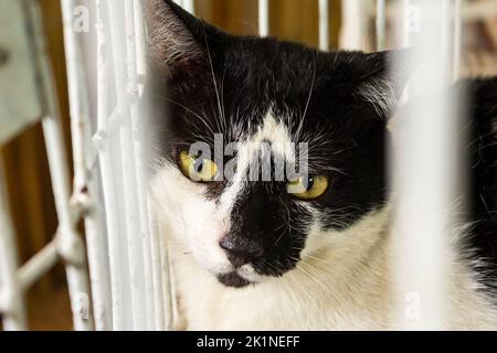 Goiânia, Goias, Brasilien – 17. September 2022: Eine schwarz-weiße Katze auf einer Adoptionsmesse. Stockfoto