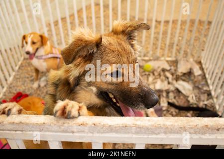 Goiânia, Goias, Brasilien – 17. September 2022: Ein pelzigen Hund, in einem Stift auf einer Tieradoptionsmesse in Goiania ausgestellt. Stockfoto