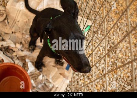 Goiânia, Goias, Brasilien – 17. September 2022: Ein schwarzer Hund in einem Stift auf einer Messe zur Tieradoption in Goiania. Stockfoto