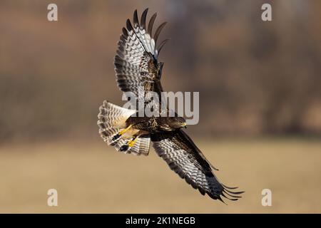 Bussard fliegt im Herbst über das Feld Stockfoto