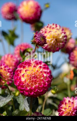 Atemberaubende rosa und gelbe Dahlia-Blüten mit dem Namen haPET Daydream, fotografiert mit einer Makrolinse an einem sonnigen Tag im Frühherbst in Wisley, in der Nähe von Woki Stockfoto