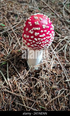 Nahaufnahme von frischen Fliegenpilzen, Amanita muscaria, die im Wald wächst Stockfoto