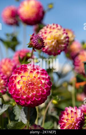 Atemberaubende rosa und gelbe Dahlia-Blüten mit dem Namen haPET Daydream, fotografiert mit einer Makrolinse an einem sonnigen Tag im Frühherbst in Wisley, in der Nähe von Woki Stockfoto