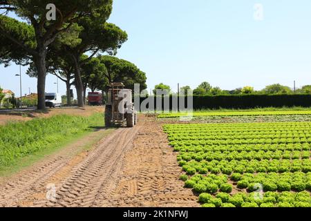 Traktor mit großen Rädern auf dem Kulturfeld für die Aussaat und Ernte von Salat Stockfoto