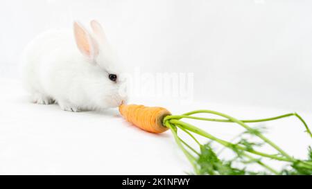 Weißes Hauszwergkaninchen frisst eine Karotte auf weißem Hintergrund mit Kopierraum. Ausgewogene Bio-Ernährung für ein Haustier Nager. Flauschig niedlichen Hase lustig Stockfoto