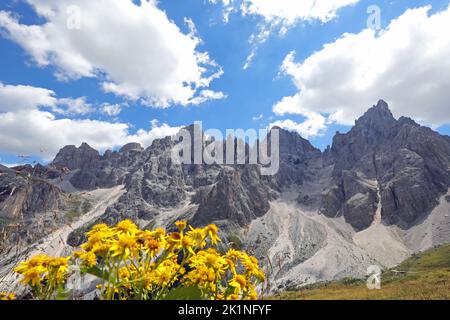 Gelbe Blüten von Arnica Montana und den Dolomiten in den Europäischen Alpen in Norditalien Stockfoto