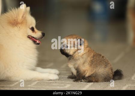 Familie von Hunden. pommersche Mutter, Vater und Welpe Stockfoto