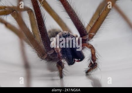 Makrofoto einer Eratigena atrica, auch bekannt als Riesenhausspinne Stockfoto