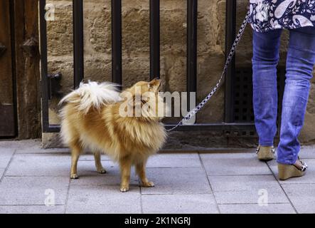 Detail von Haushund, Haustier und Firma, bester Freund Stockfoto