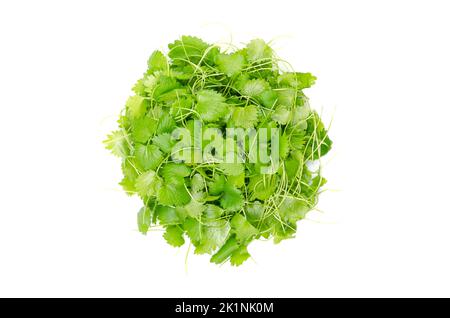 Anismikro, Kreis von oben. Triebe von Pimpinella anisum, auch Anis genannt, ein Kraut mit einem Geschmack, der an Lakritz erinnert. Stockfoto