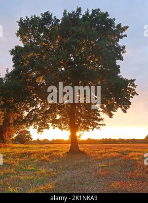 Sonnenuntergang über Massey Brook Green belt Land, Grappenhall, Warrington, Ceshire, England, GROSSBRITANNIEN , WA4 Stockfoto