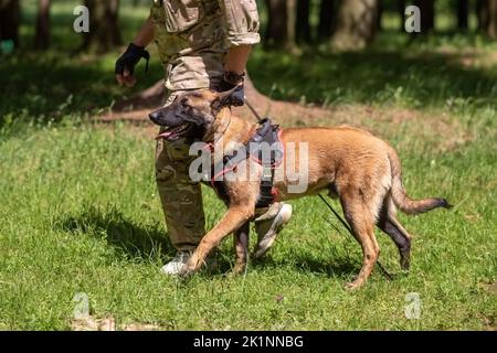 Belgischer Schäferhund, Malinois, an der Leine mit einem Trainer. Hochwertige Fotos Stockfoto