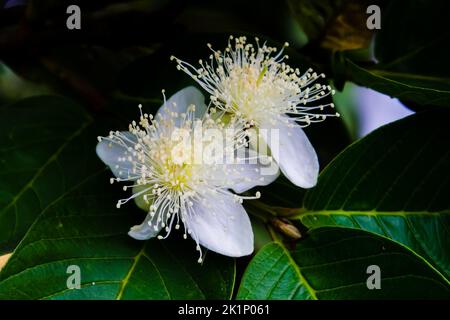 Sehr frische Guavablüten blühen morgens im Bauerngarten Stockfoto