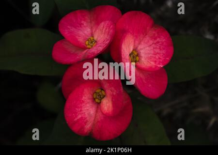 Schöne dekorative Krone aus Dornen Blumen gepflanzt und im Garten des Hauses Hof Stockfoto